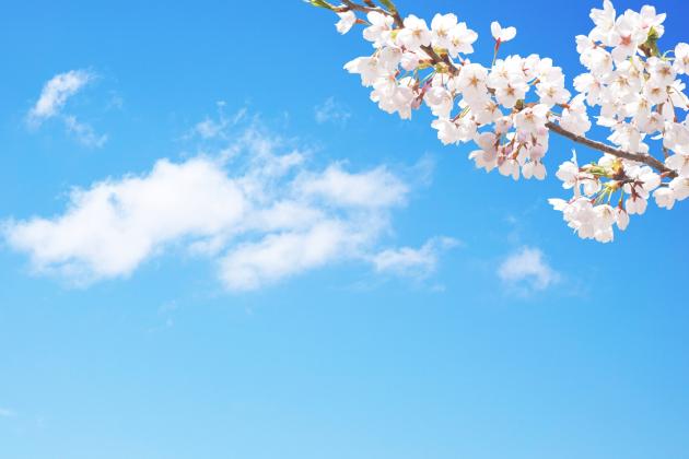 桜と青空.jpg